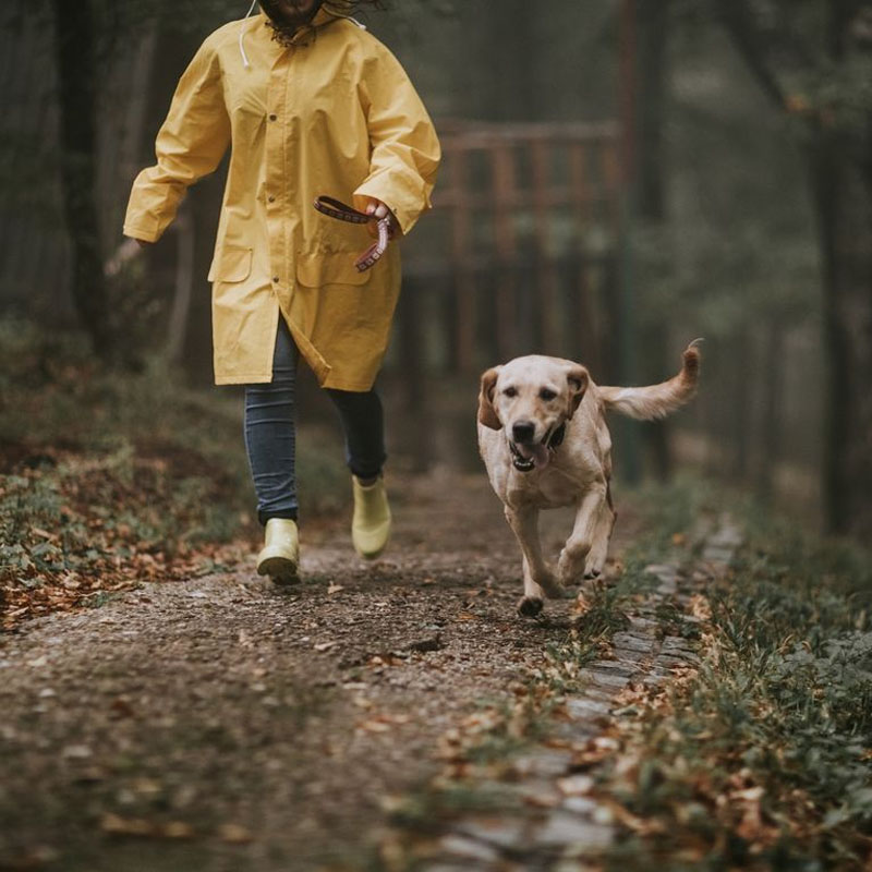 5 expert tips on how to be more mindful when walking your dog