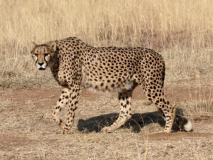 9th cheetah dies at Kuno