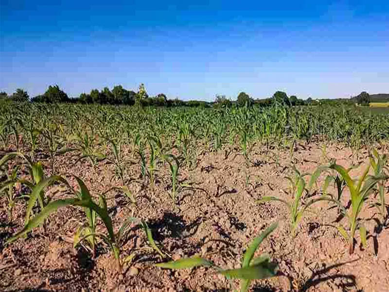 driest august india faces record low rains summer crops under threat