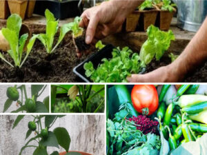 Celebrating Nutrition Month With Free Kitchen Gardening Workshop by the Yoga Insitute