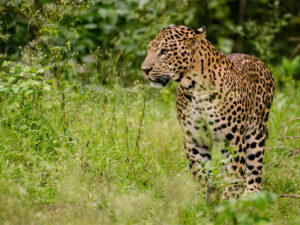 leopard park planned in gurgaons 15km aravali stretch