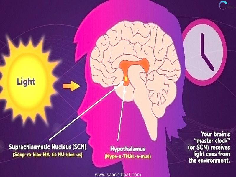 Biological clocks are an organisms innate timing device