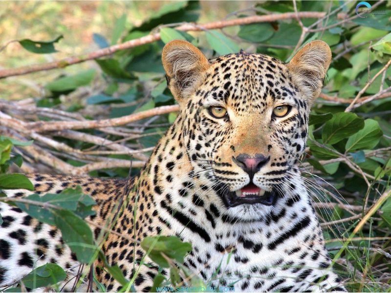 Indian Leopard