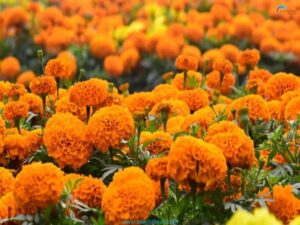 Marigold is used traditionally in the area of wound healing