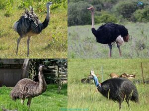 Ostriches, emus, cassowaries, rheas, and kiwis