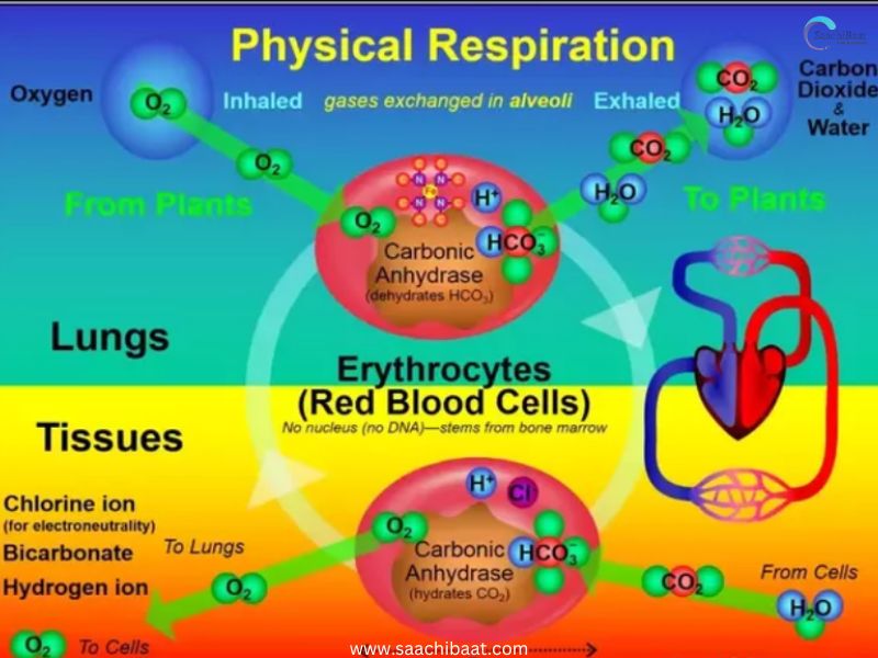 Oxygen helps our cells work harder