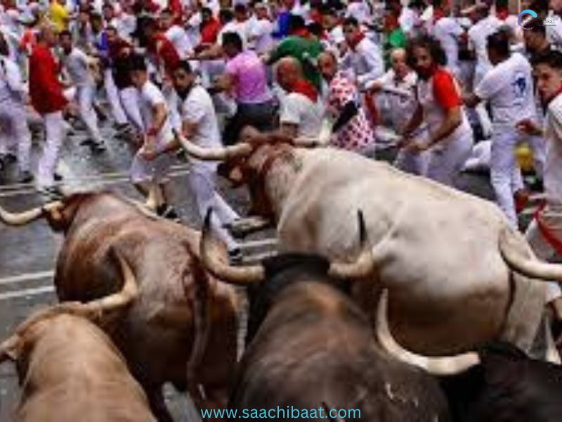 Bull in china shop