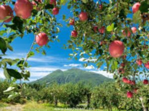 apple orchards