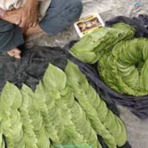 BETEL LEAVES