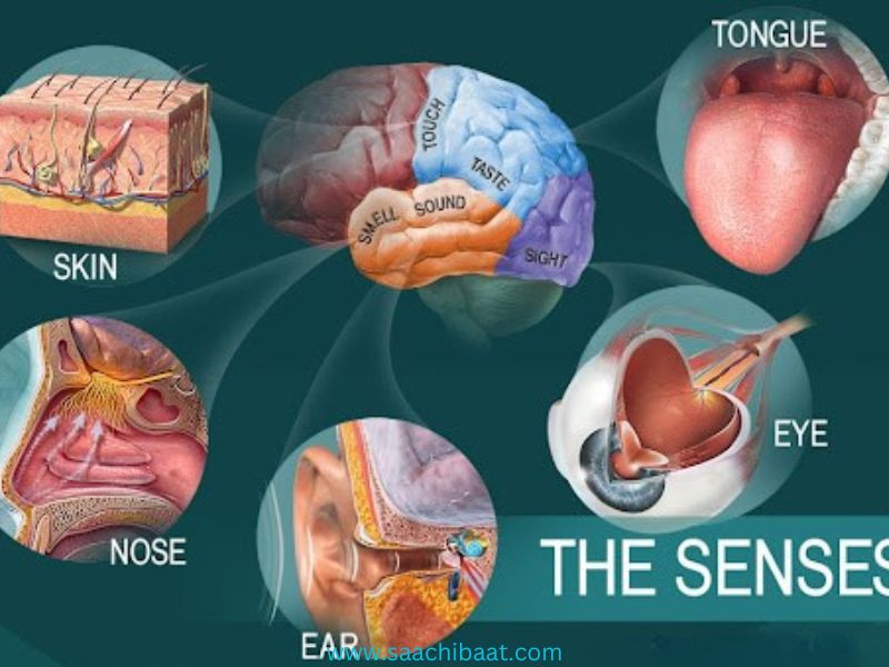 sensory organs