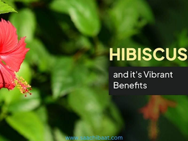 hibiscus