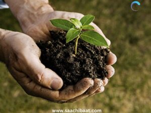 International Day of Plant Health