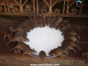Rat Temple