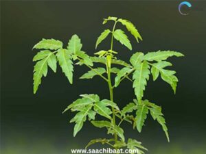 neem tree