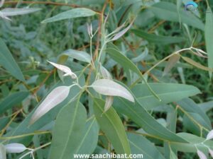 Eucalyptus leaves