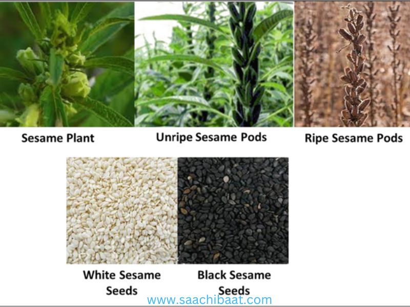 The black sesame seed