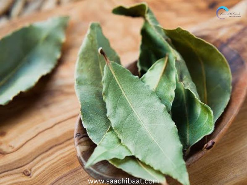 Bay leaf