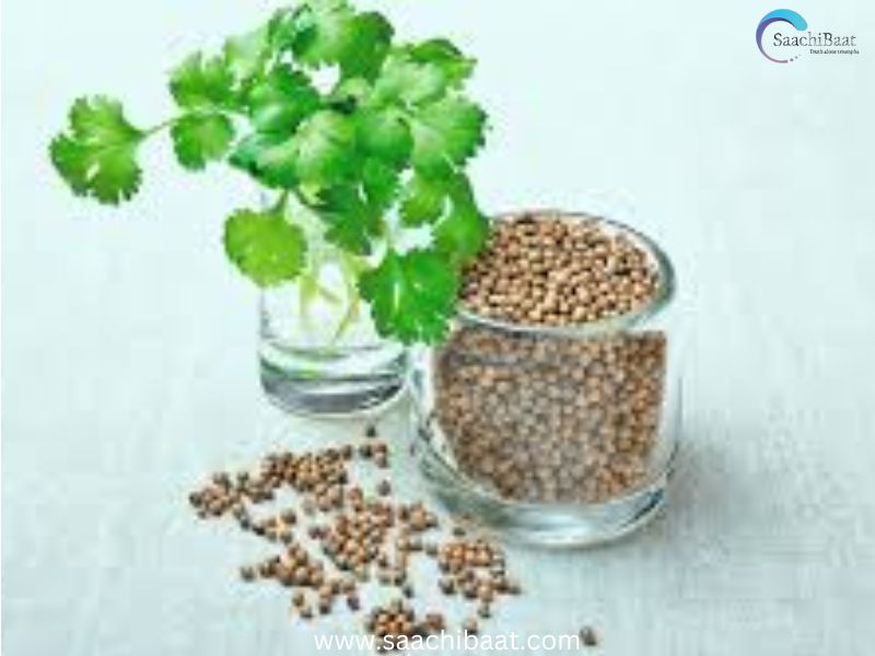 CORIANDER LEAVES
