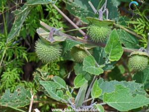 Datura