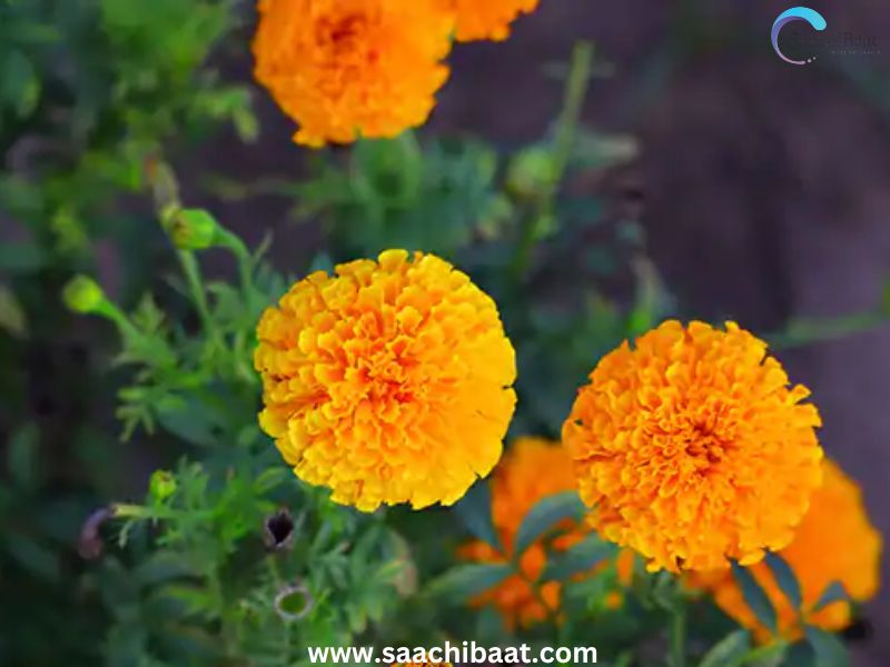 MARIGOLD BENEFITS