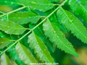 Neem leaves