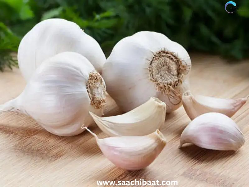 Garlic