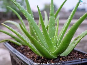Aloe vera 1