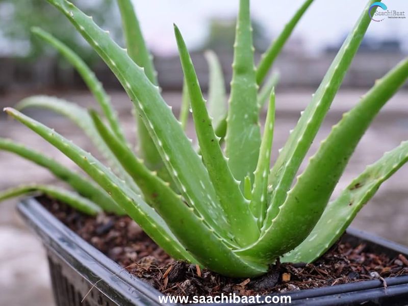 Aloe vera 1