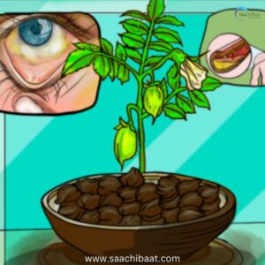 Interesting Facts - 16 September 2025 8 kala chana