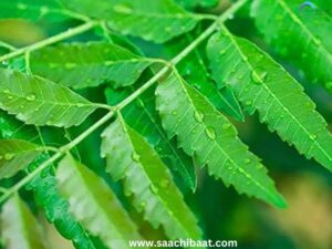 Neem leaf