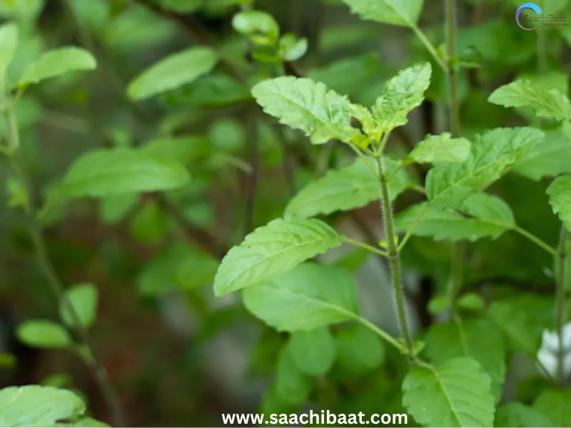 Tulsi leaves