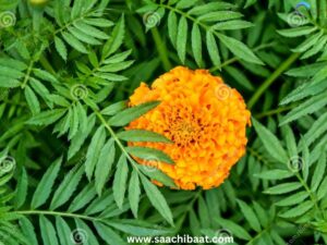 Marigold leaves