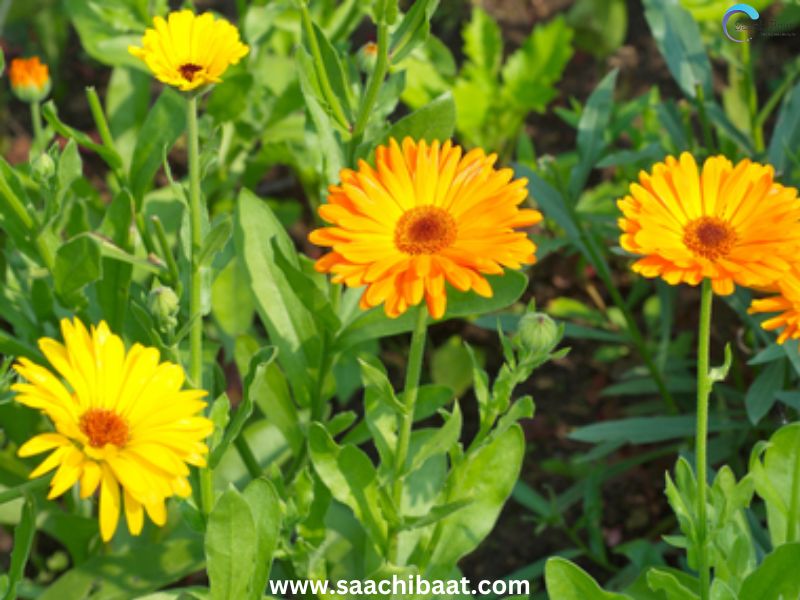 Marigold or Calendula