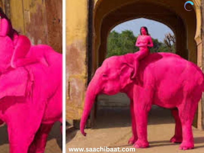 pink elephant