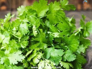 Coriander leaves