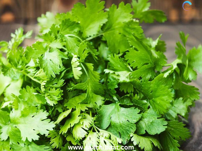 Coriander leaves
