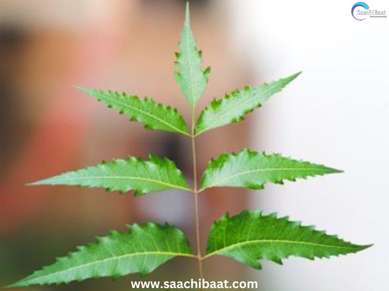 NEEM 12