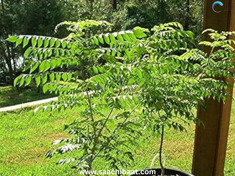 Neem tree