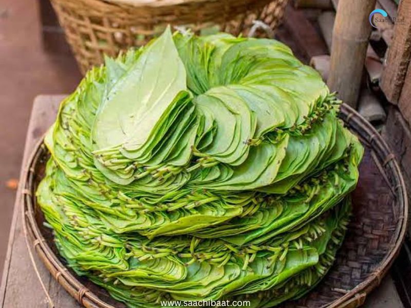 Paan leaf benefit
