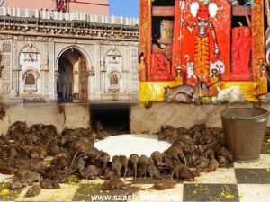 Education Section – 24 May 2026 2 Rat Temple in Bikaner Rajasthan