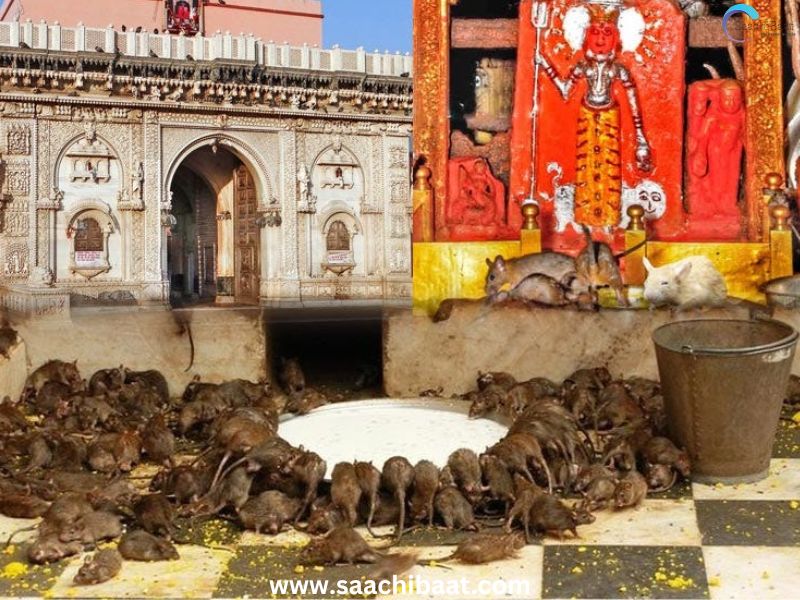 Rat Temple in Bikaner Rajasthan