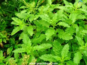 Tulsi leaves 1