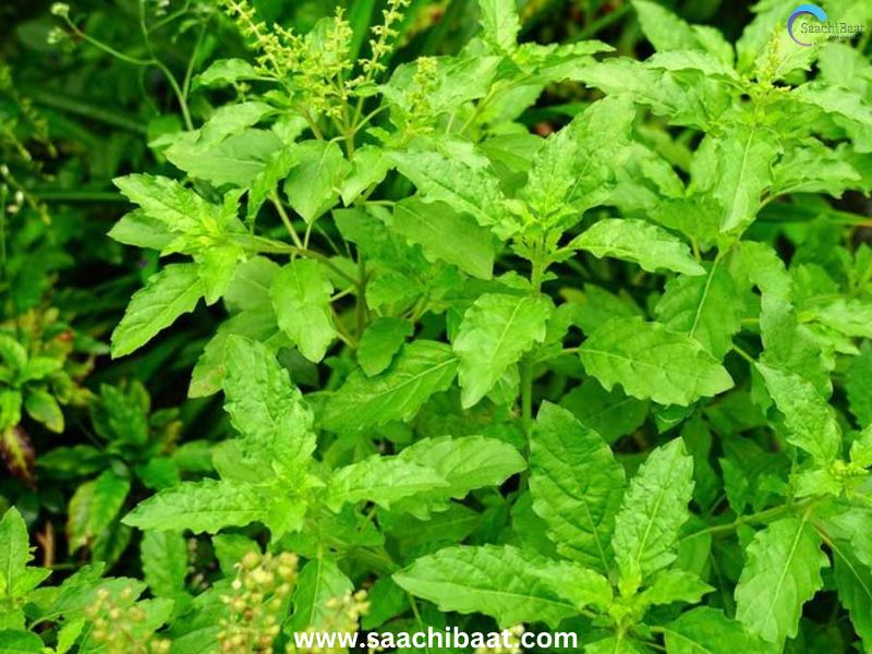 Tulsi leaves 1