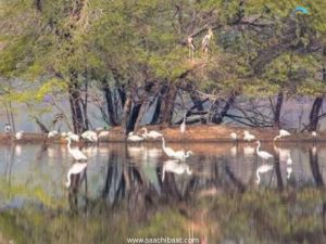 Today’s Top News - 6 June 2026 8 Narayan Bird Sanctuaryjpg