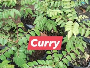 Interesting Facts - 6 June 2026 10 curry leavesjpg