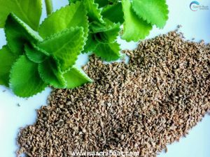 Interesting Facts - 26 July 2026 9 Ajwain