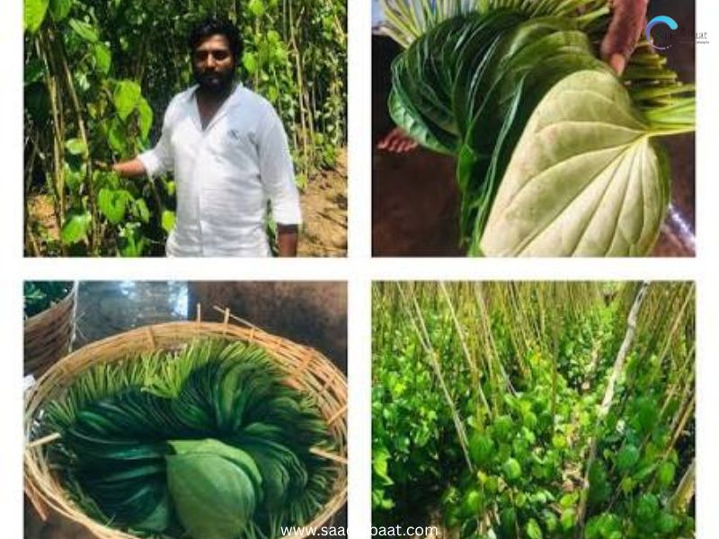 BETEL LEAVES