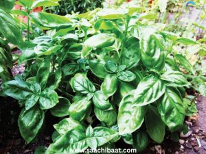 Interesting Facts тАУ 23 July 2026 7 Basil