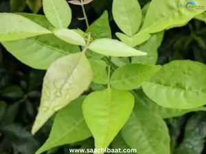 Bilwa Patra
