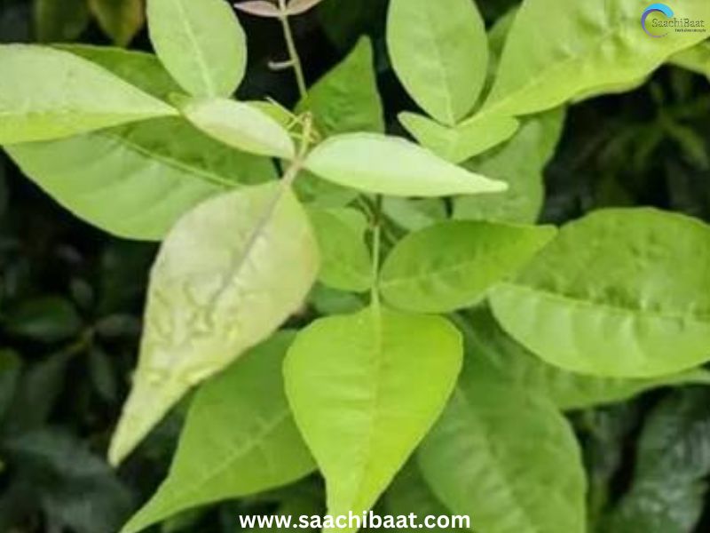 Bilwa Patra